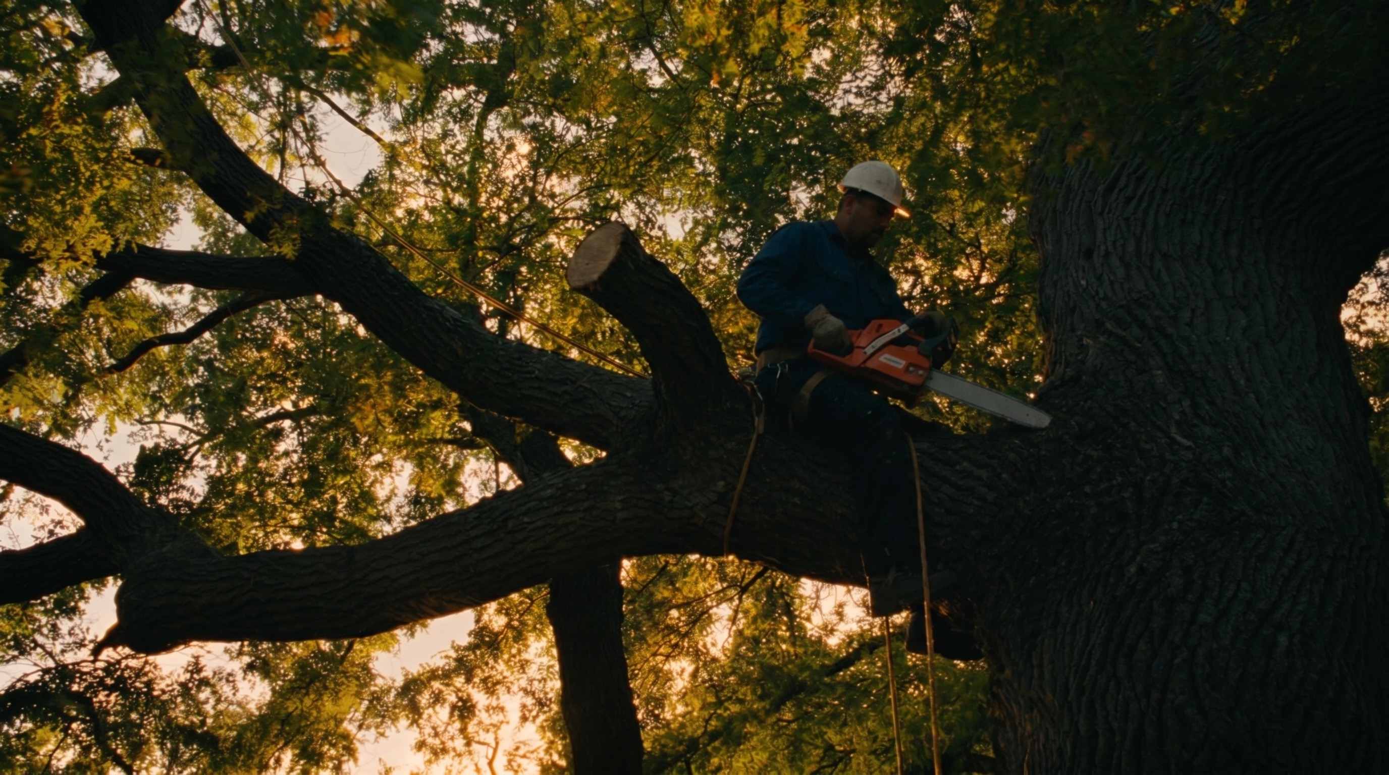 Climber up a large oak running a chainsaw